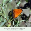 lycaena dispar budennovsk male 1